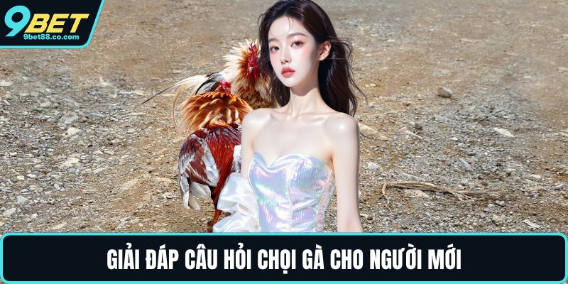 Giải đáp câu hỏi chọi gà cho người mới